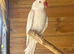 Stunning albino ringneck