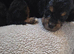 Cockapoo puppies