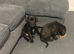 Cane corso puppy’s