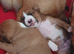 Bull Terrier Cross Puppies