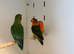 3 Fisher Lovebirds