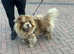 Lilac Merle chow chow stud
