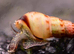 Malaysian Trumpet Snails Cheap, 40 for 10 GBP