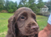 Pedigree KC registered chocolate cocker spaniel pup