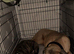 Male dog