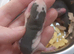 Baby dumbo rats
