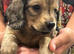 Long hair miniature dachshund