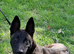 Dutch Shepherd dog for rehoming