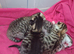 Couple day old kittens