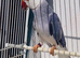 Indian Ringneck pair