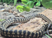 Irian Jaya Carpet Python at Birmingham Reptiles