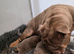 British bulldog pups
