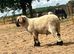 Valais black nose Ram for sale
