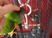 Senegal parrot
