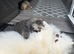 Pomeranian KC Registered Teddy Bear Boys – Cream Sable & Wolf Sable
