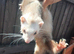 Working Jill ferret for sale