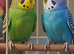 Birds in Stoke-on-Trent