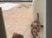 Daxie puppies