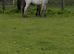 Beautiful Appaloosa Filly!!
