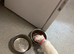 Jack Rusell puppy,