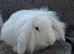 Blue eyed white mini lion loo