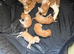 Stunning ginger and white kitten