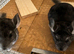 Beautiful 3 month old, Standard Grey Sisters. &pound;90 each