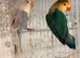 DNA&rsquo;d Breading pairs and single males for rehoming