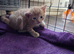 1 boy 1 girl looking for forever home