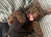 Beautiful cockapoo babies avaiable