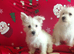 Adorable puppies ready to go
