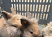 Lionhead Bunnies