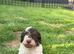 Gorgeous small poodle puppies