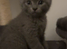 British shorthair kittens British Blues ️