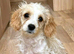 Sad rehome of cavapoo boy