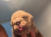 2 stunning female English bulldogs available NEBBR registered