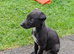 Collie whippet x