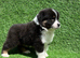 Australian Shepherd Puppies