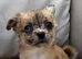 6 Beautiful 3/4 chihuahua 1/4 pomeranian puppies