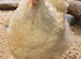 Large Fowl Brahma hen chicken hatched June 2025