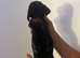 6 sausage dog puppies!
