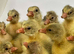 Emden Free Range Hatching Goose / Geese Eggs  SOLD Back next Year
