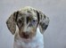 Adorable dachshund cross pups
