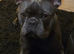 Loving frenchie 3 in september