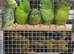 Stunning Baby Lineolated Parakeets