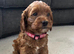 FINAL BOY! Toy F2 Cockapoo