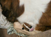 2 Female Saint Bernard Puppies
