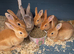 Ready to leave-Pure bred mini Rex
