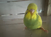 Baby budgies for sale