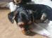 2 loveable boy yorkshire terrier x mini yorkies